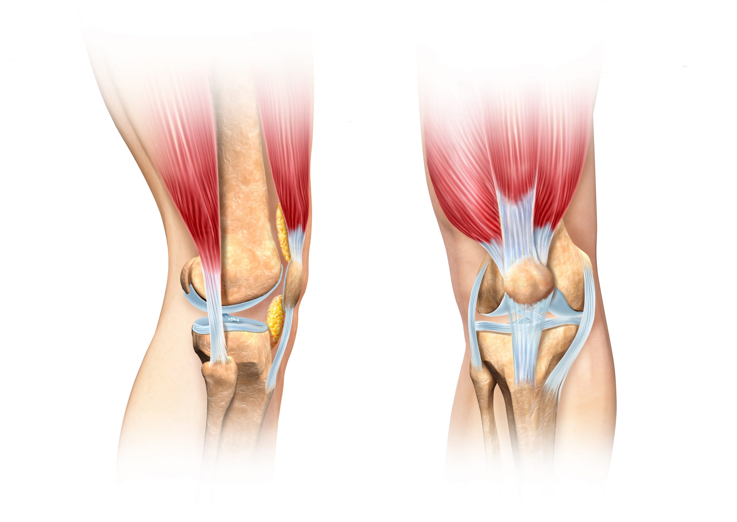 Knee Injuries CPD Learning Package online for Health and Fitness Professionals